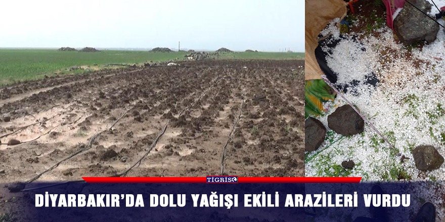 Diyarbakır’da dolu yağışı ekili arazileri vurdu