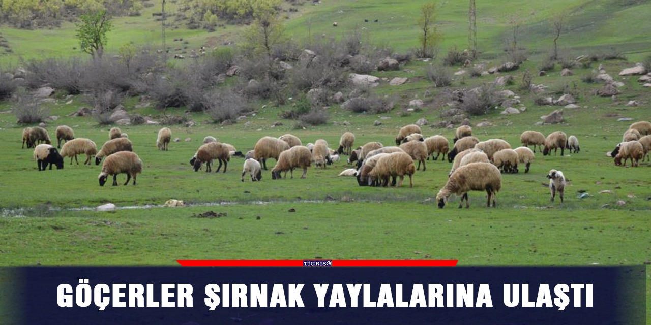 Göçerler Şırnak yaylalarına ulaştı