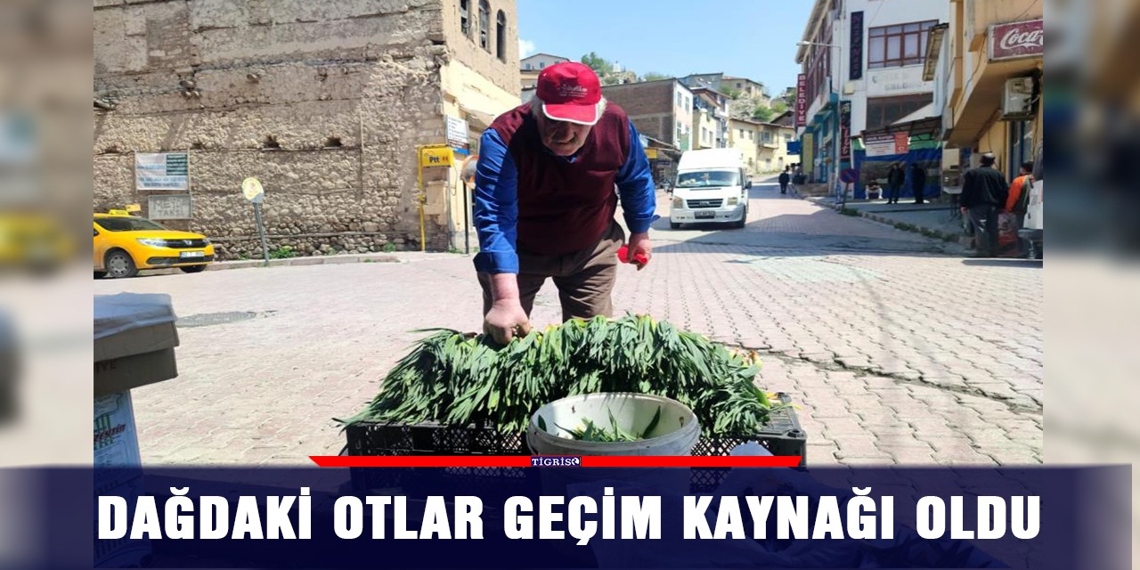 Dağdaki otlar geçim kaynağı oldu