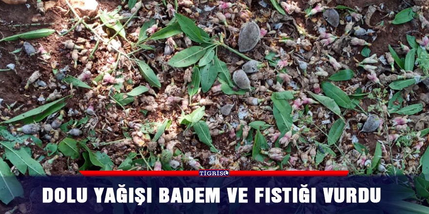 Dolu yağışı badem ve fıstığı vurdu