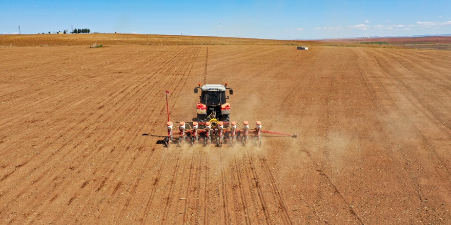 Diyarbakır'da pamuk ekim alanı yüzde 40 arttı