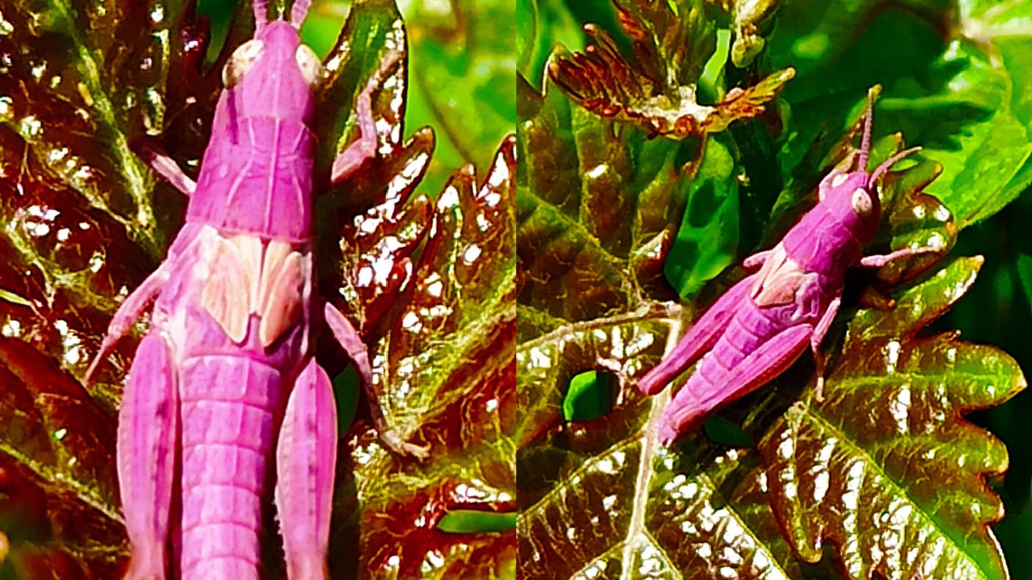 Diyarbakır’da nadir görülen çekirge türüne rastlandı