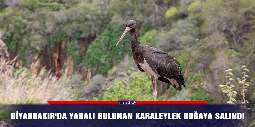 Diyarbakır'da yaralı bulunan karaleylek doğaya salındı