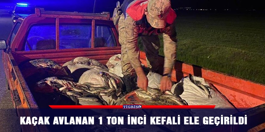 Kaçak avlanan 1 ton inci kefali ele geçirildi