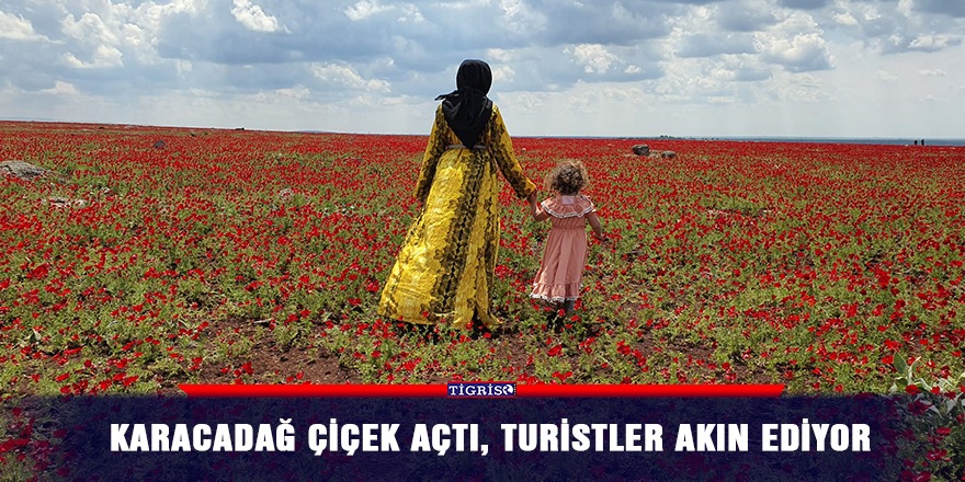 Karacadağ çiçek açtı, turistler akın ediyor
