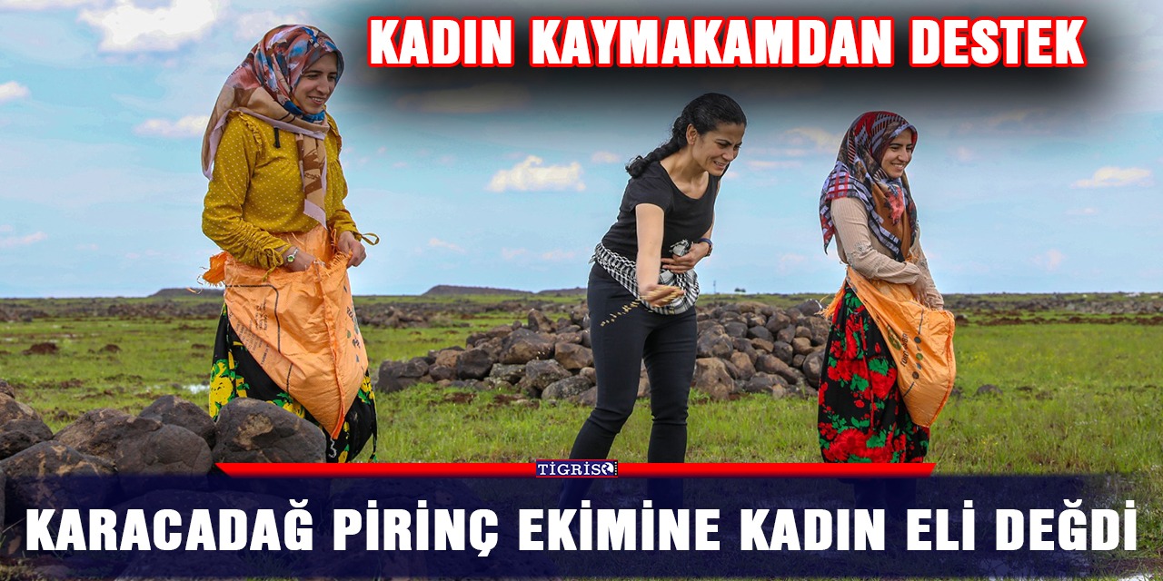 Karacadağ pirinç ekimine kadın eli değdi