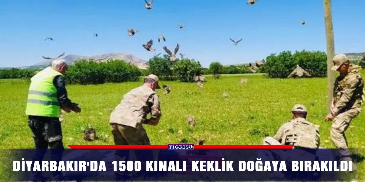 Diyarbakır'da 1500 kınalı keklik doğaya bırakıldı