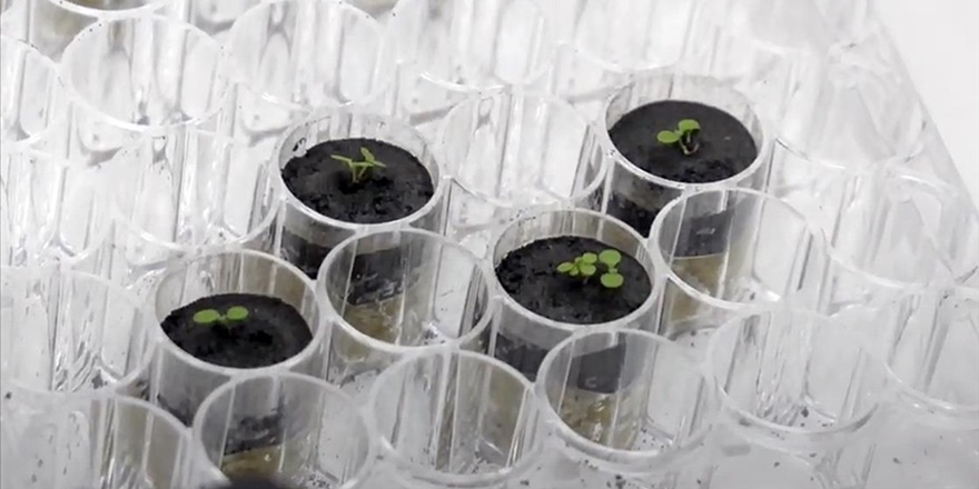İlk kez Ay'dan getirilen toprakta bitki yetiştirildi