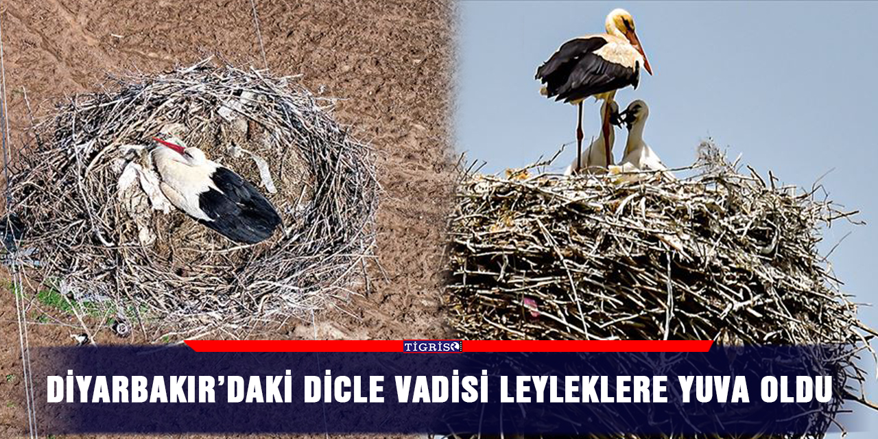 Diyarbakır’daki Dicle Vadisi leyleklere yuva oldu
