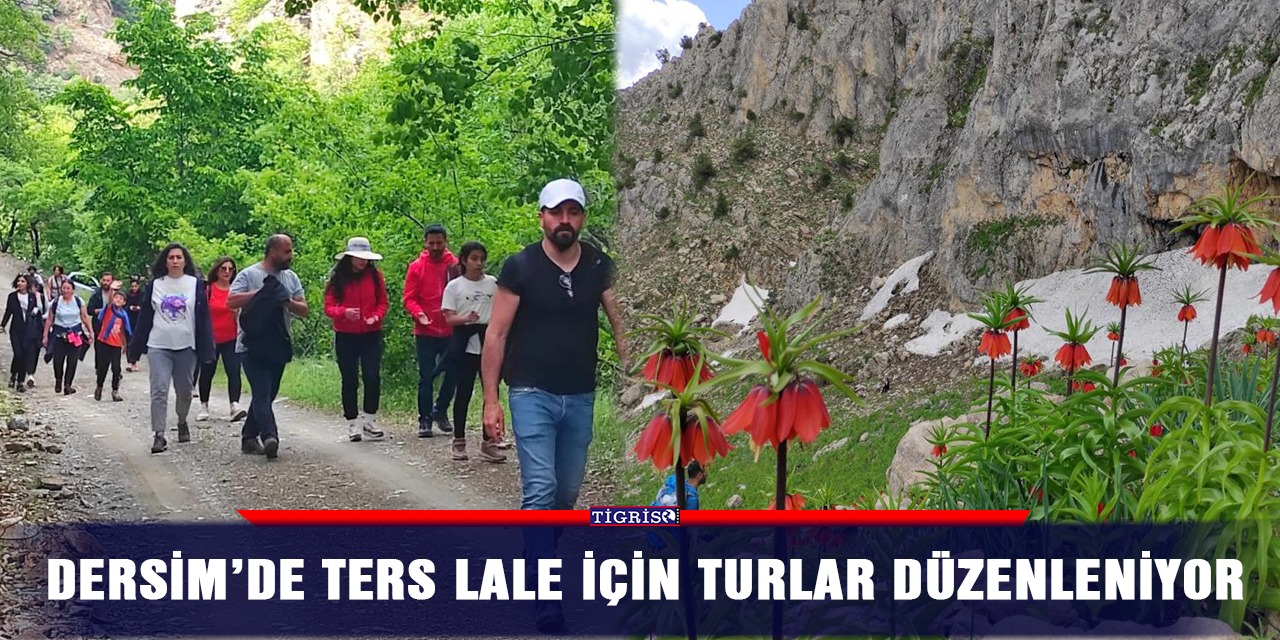 Dersim’de ters lale için turlar düzenleniyor