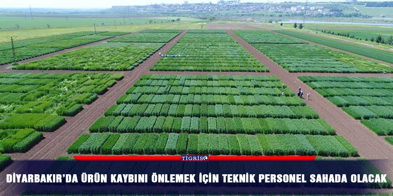 Diyarbakır’da ürün kaybını önlemek için teknik personel sahada olacak