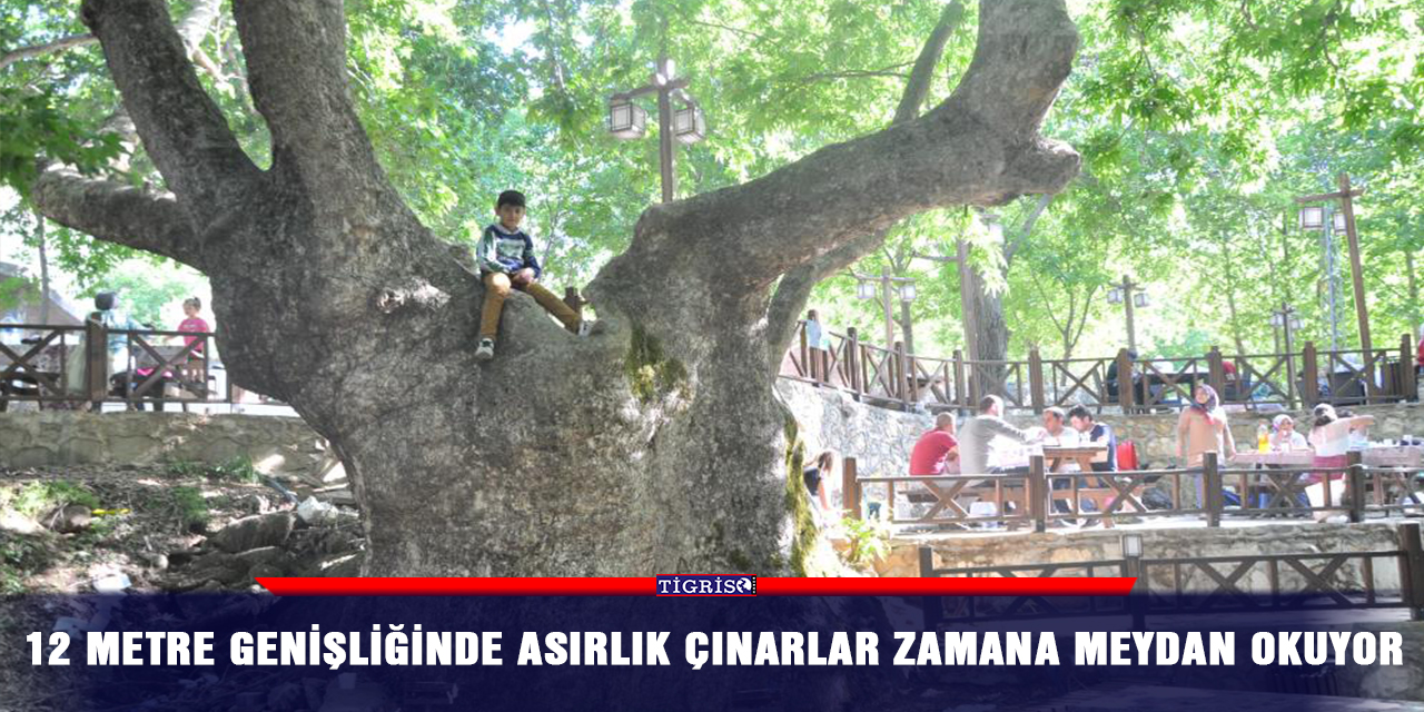 12 metre genişliğinde asırlık çınarlar zamana meydan okuyor