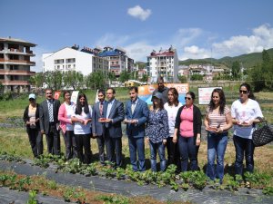 Tunceli’de emekler çileğe çilekler reçele projesi