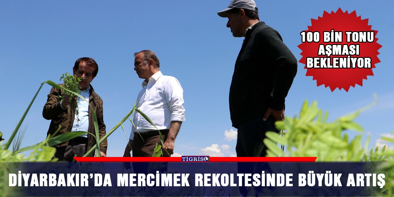 Diyarbakır’da mercimek rekoltesinde büyük artış
