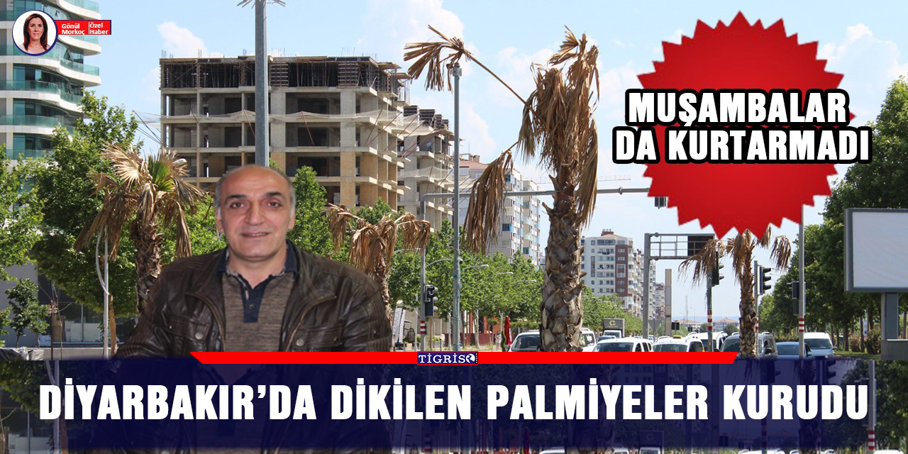 VİDEO - Diyarbakır’da dikilen palmiyeler kurudu