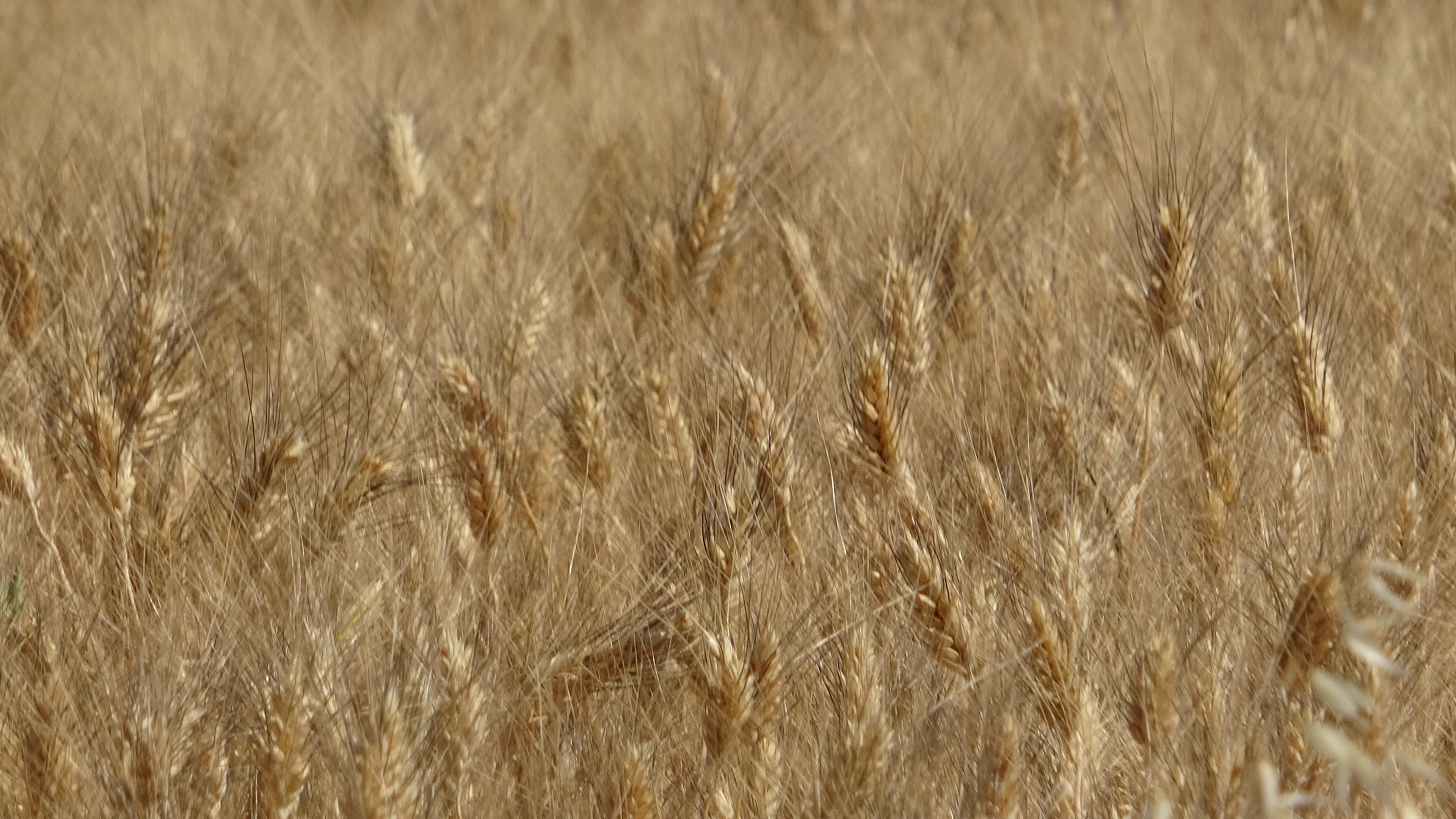 Diyarbakırlı çiftçilerden ‘yangın’ uyarısı