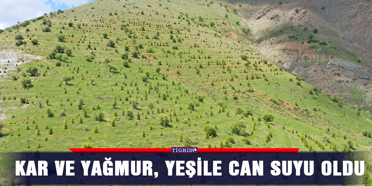 Kar ve yağmur, yeşile can suyu oldu