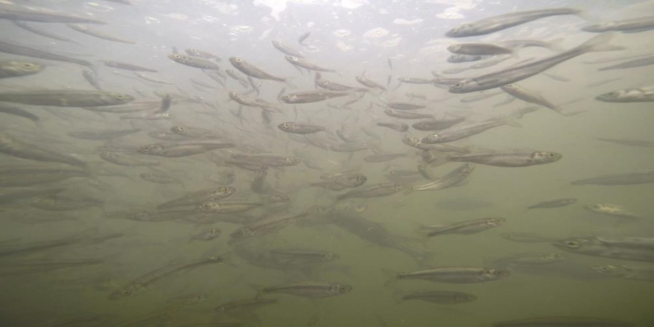 Yavru inci kefalleri Van Gölü’ne dönmeye başladı