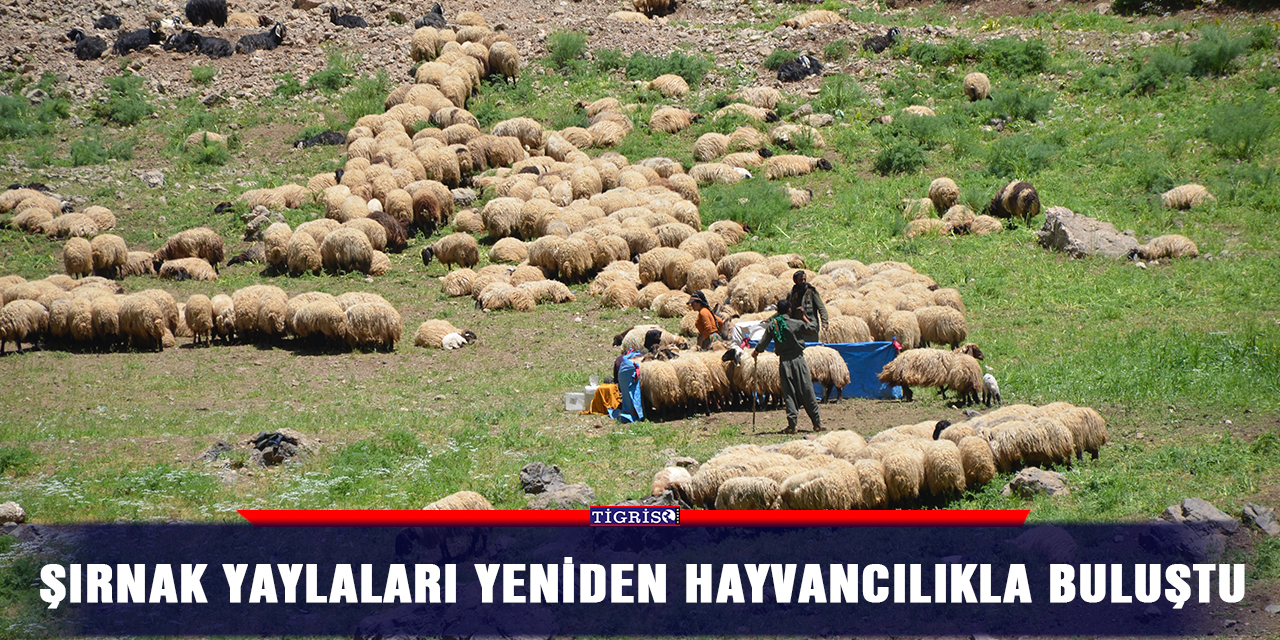 Şırnak yaylaları yeniden hayvancılıkla buluştu