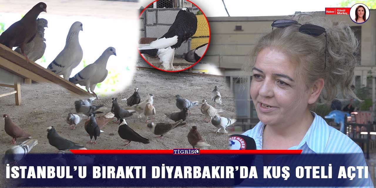 VİDEO - İstanbul’u bıraktı Diyarbakır’da kuş oteli açtı