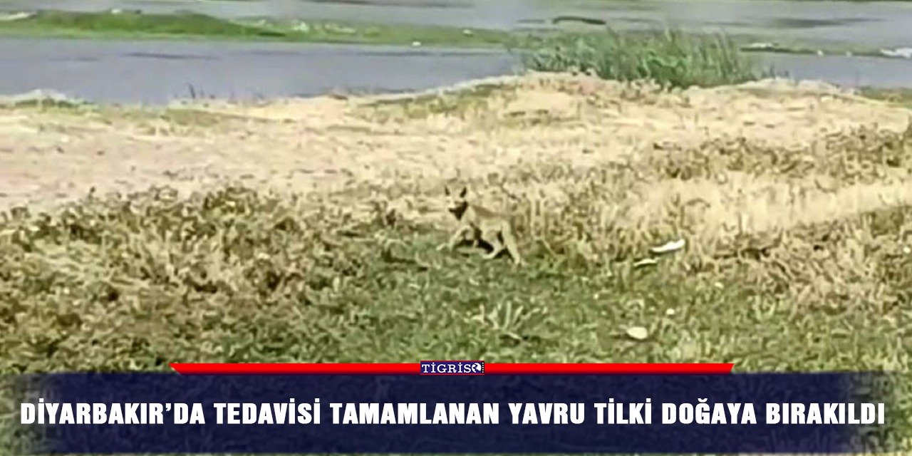Diyarbakır’da tedavisi tamamlanan yavru tilki doğaya bırakıldı