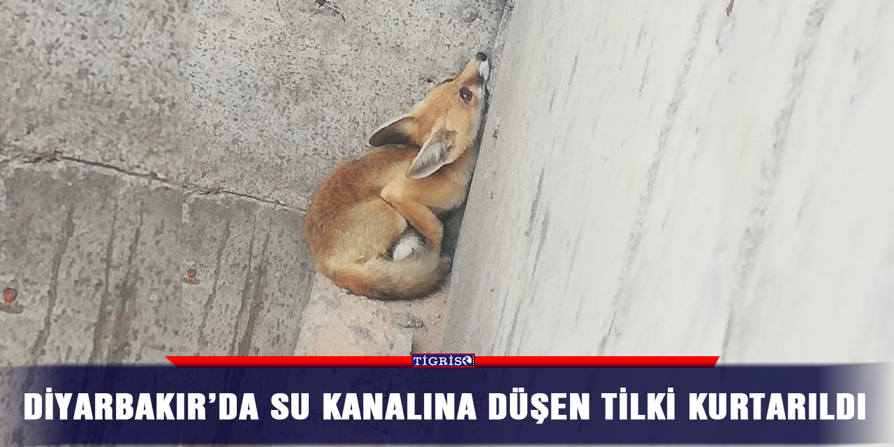 Diyarbakır’da su kanalına düşen tilki kurtarıldı