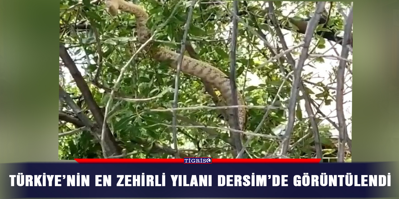 Türkiye’nin en zehirli yılanı Dersim’de görüntülendi