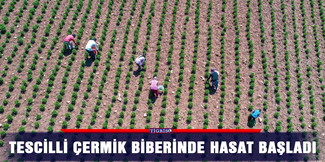 Tescilli Çermik biberinde hasat başladı