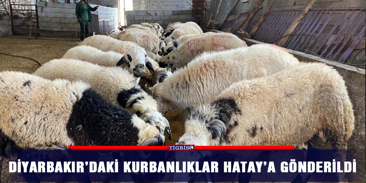 Diyarbakır’daki kurbanlıklar Hatay’a gönderildi