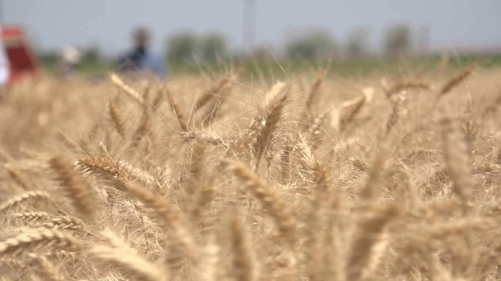 VİDEO- Türkiye’nin en verimli buğdayı Diyarbakır’da