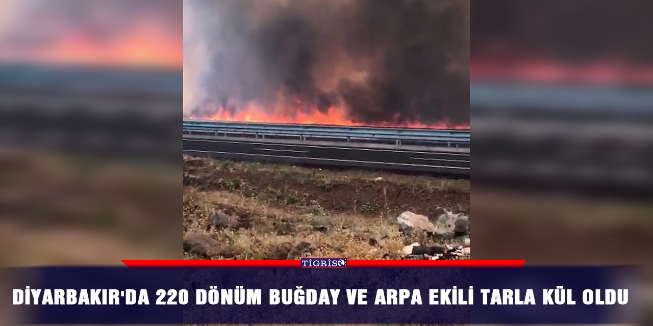 VİDEO - YENİLENDİ: Diyarbakır'da 220 dönüm buğday ve arpa ekili tarla kül oldu