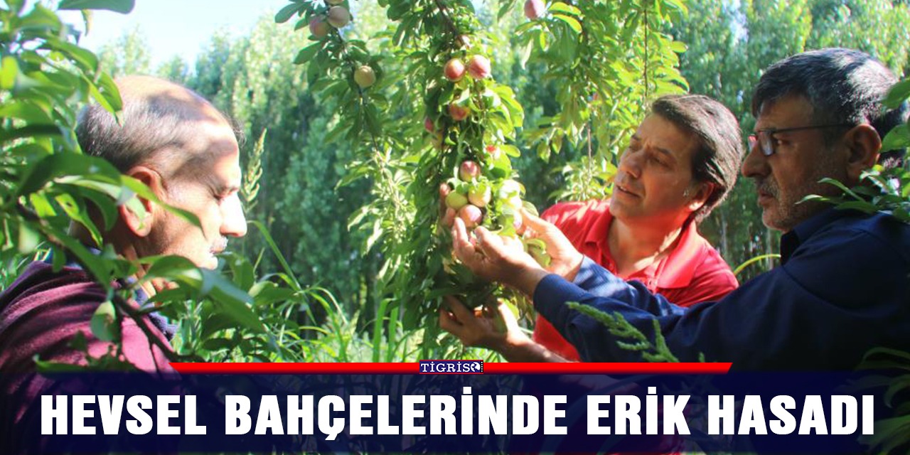 Hevsel Bahçelerinde erik hasadı