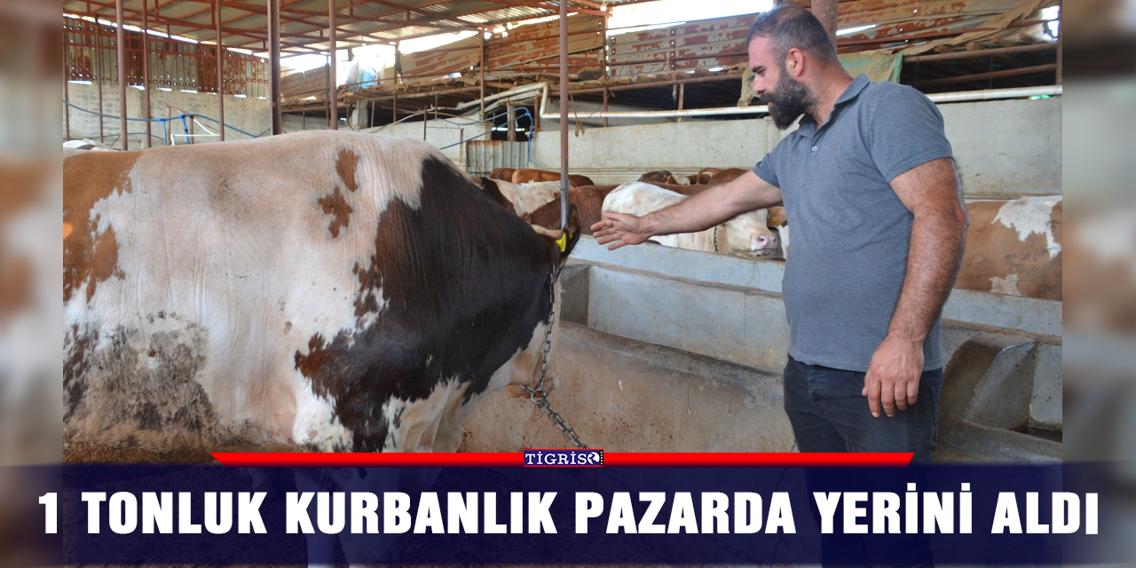1 tonluk kurbanlık pazarda yerini aldı
