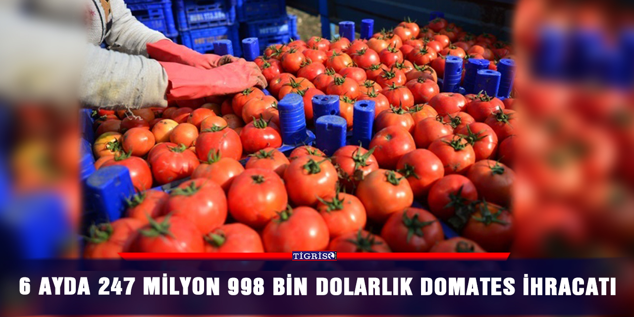 6 ayda 247 milyon 998 bin dolarlık domates ihracatı