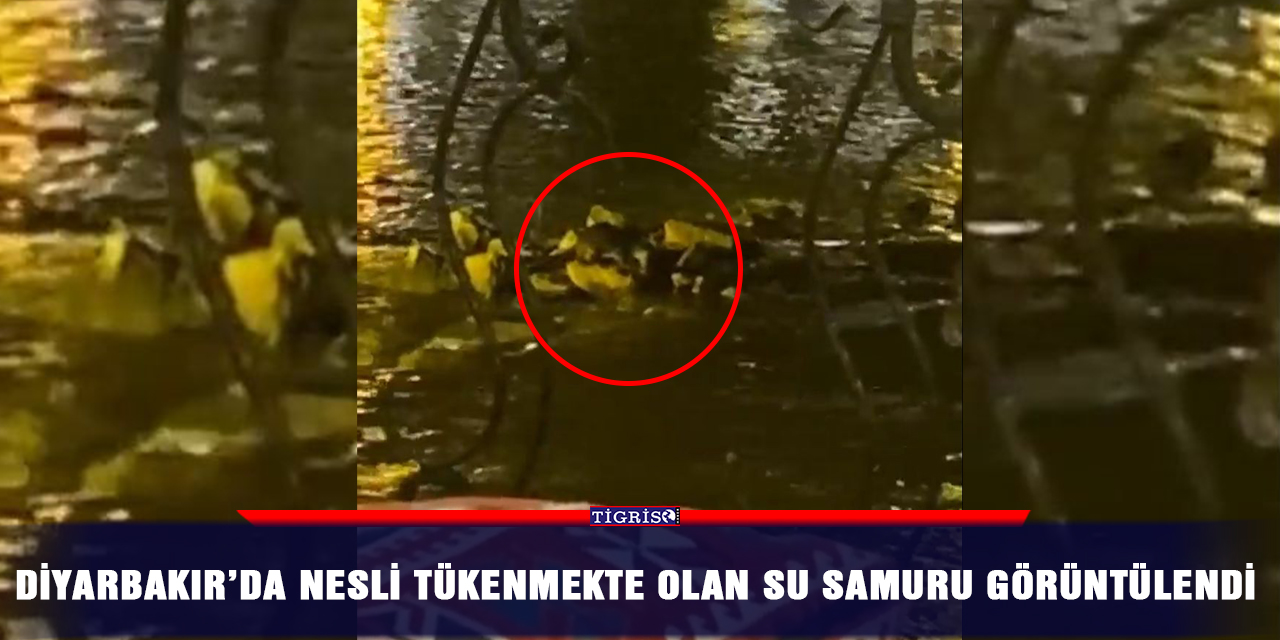 Diyarbakır’da nesli tükenmekte olan su samuru görüntülendi