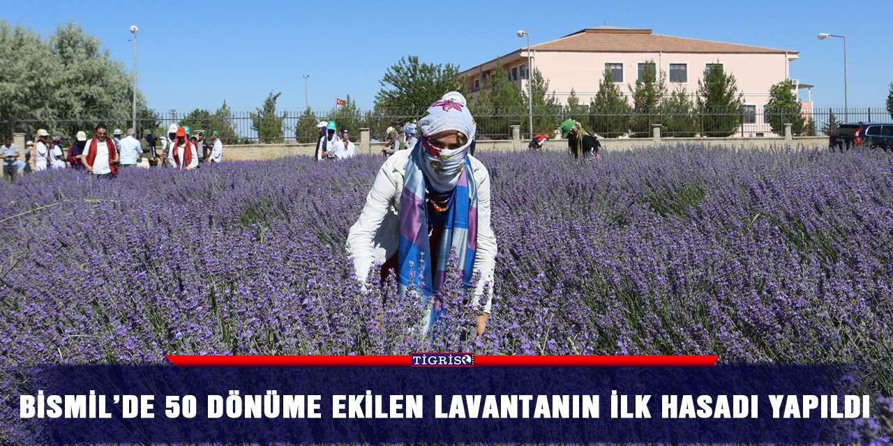 Bismil’de 50 dönüme ekilen lavantanın ilk hasadı yapıldı