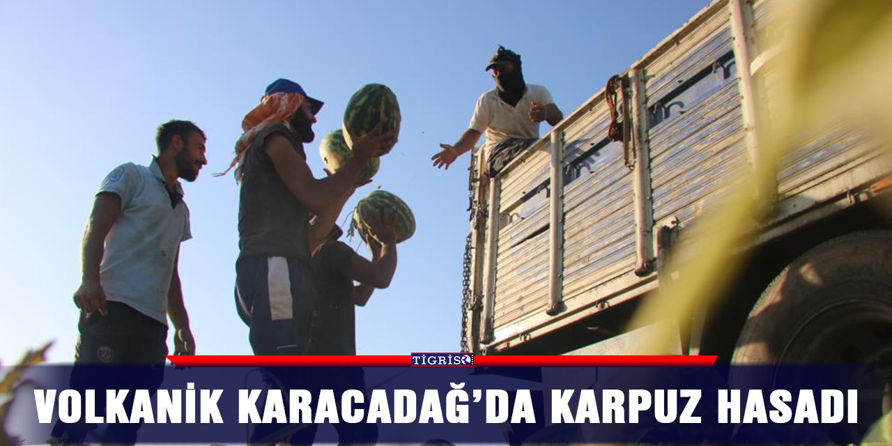 Volkanik Karacadağ’da karpuz hasadı