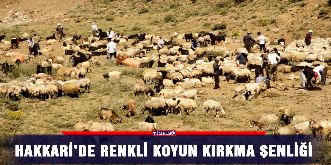 Hakkari’de renkli koyun kırkma şenliği