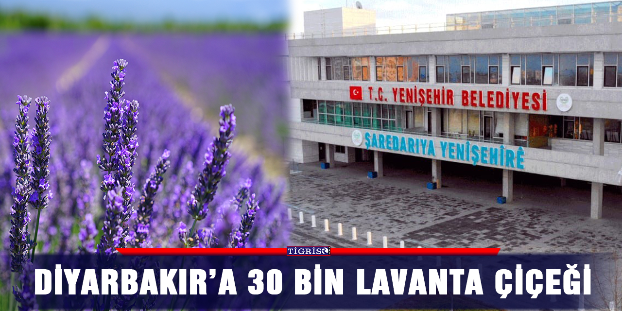 Diyarbakır’a 30 bin lavanta çiçeği