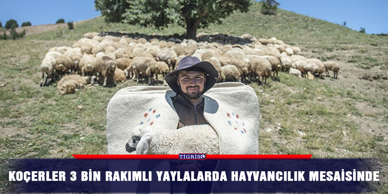Koçerler 3 bin rakımlı yaylalarda hayvancılık mesaisinde