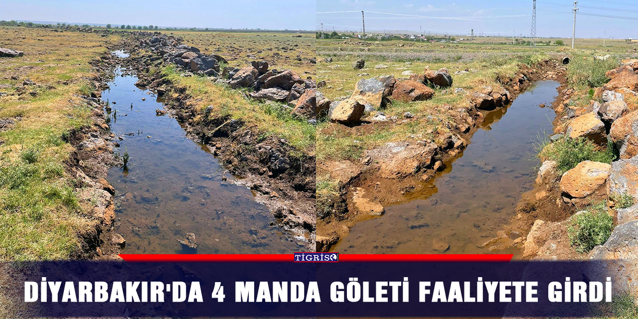Diyarbakır'da 4 manda göleti faaliyete girdi