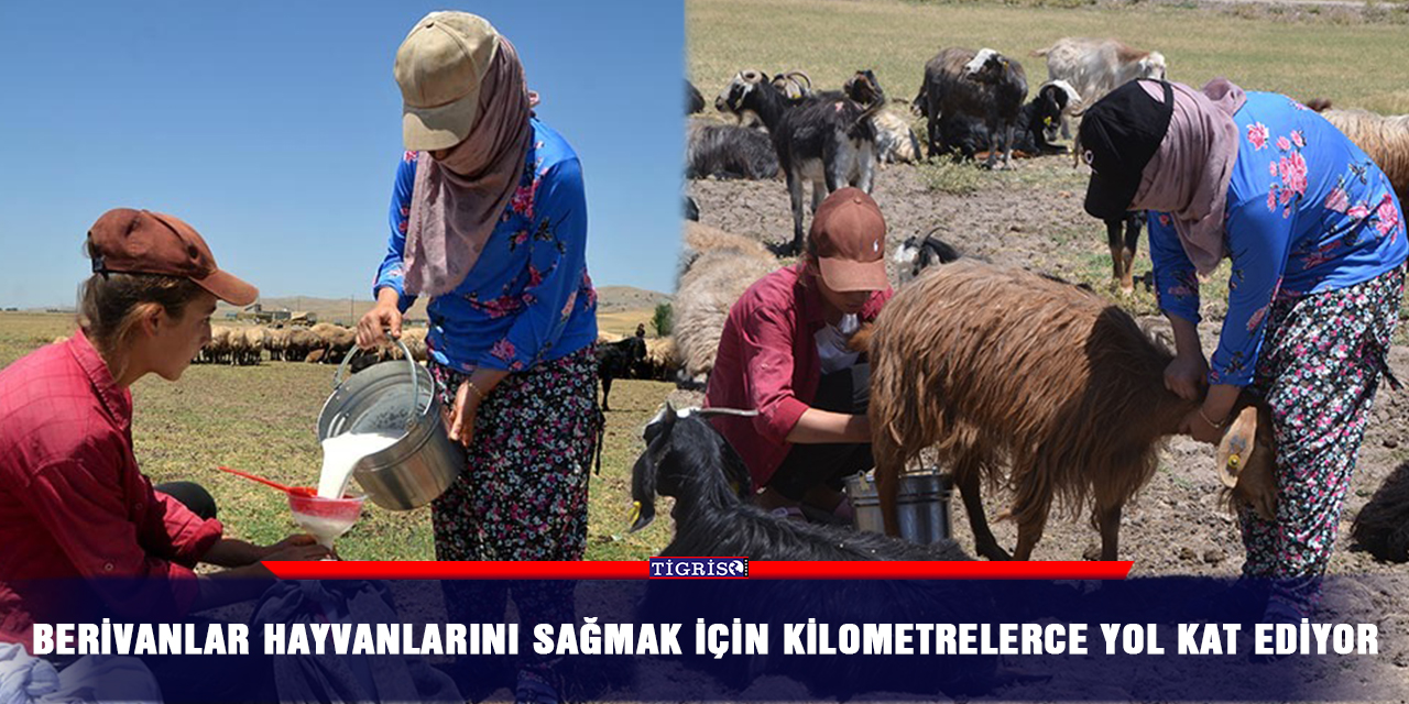 Berivanlar hayvanlarını sağmak için kilometrelerce yol kat ediyor
