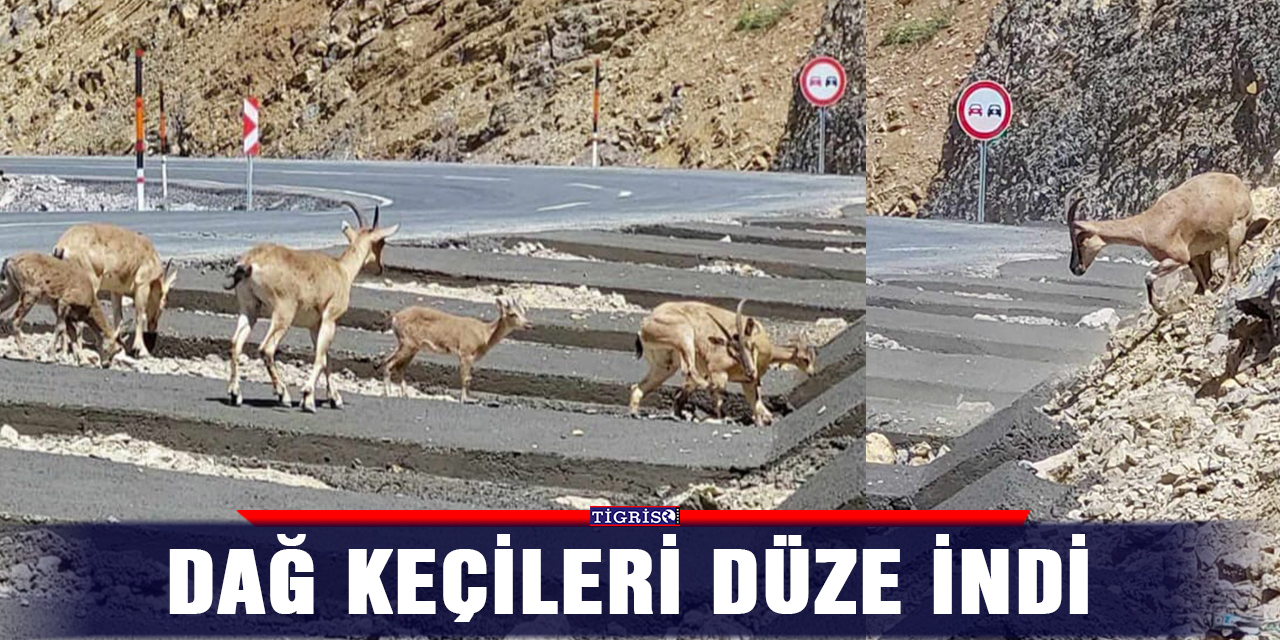 Dağ keçileri düze indi