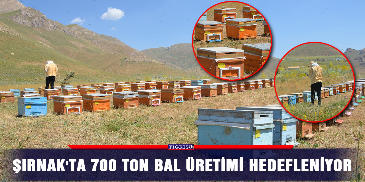 Şırnak'ta 700 ton bal üretimi hedefleniyor