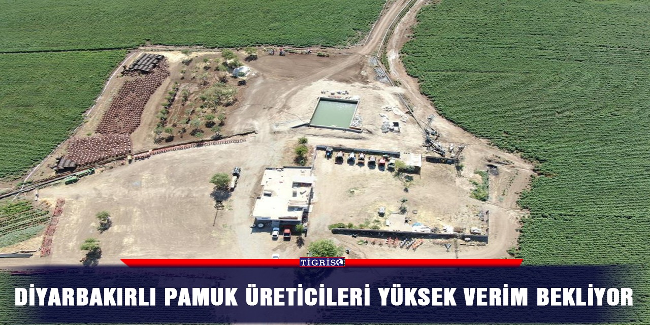 Diyarbakırlı pamuk üreticileri yüksek verim bekliyor