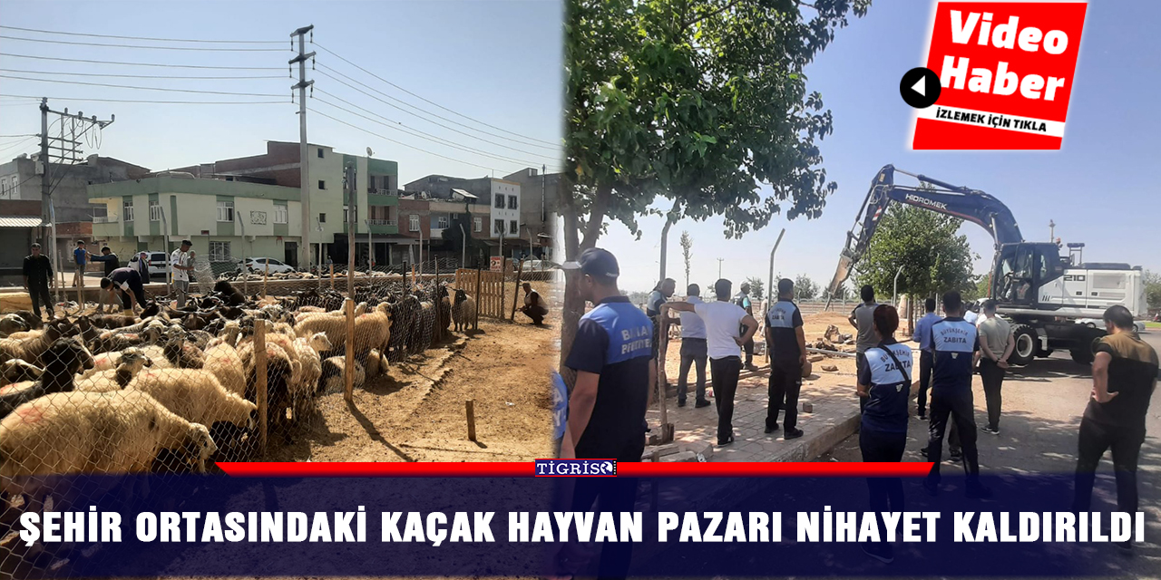 VİDEO- Şehir ortasındaki kaçak hayvan pazarı nihayet kaldırıldı