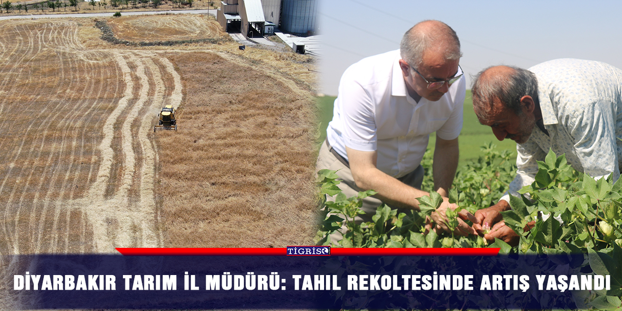 Diyarbakır Tarım İl Müdürü: Tahıl rekoltesinde artış yaşandı