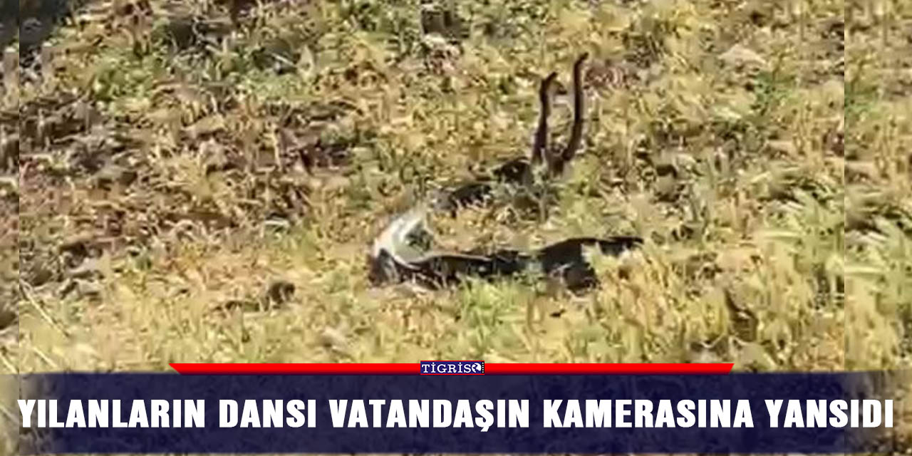 VİDEO - Yılanların dansı vatandaşın kamerasına yansıdı
