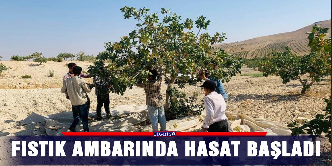 Fıstık ambarında hasat başladı