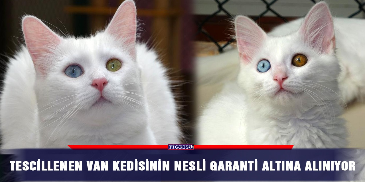 Tescillenen Van Kedisinin nesli garanti altına alınıyor